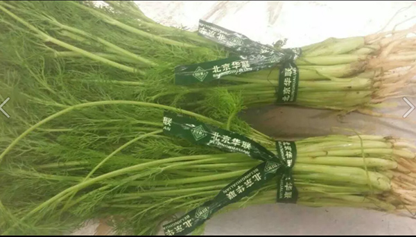 蔬菜捆綁帶